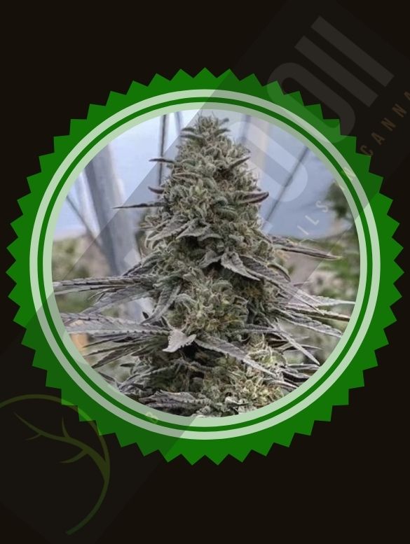 La Crèma CBG Hemp Seeds