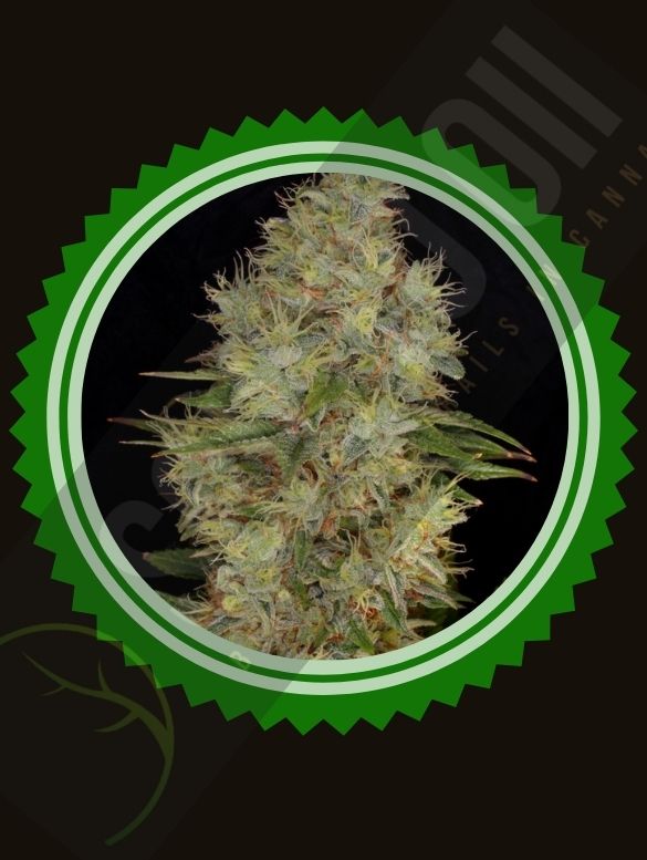 Panakeia  Hemp Seeds