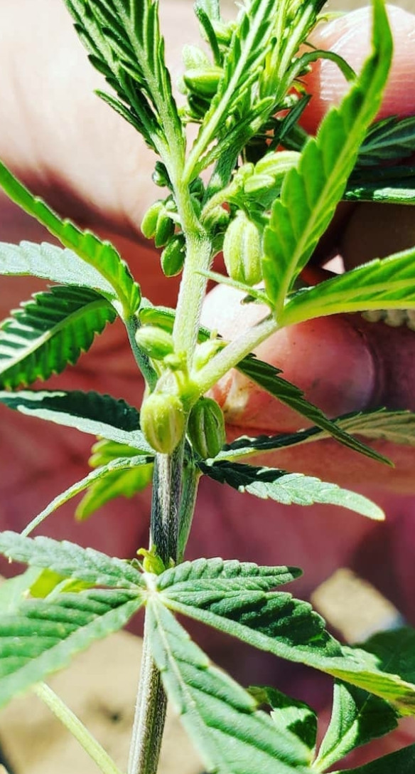 From the Development of the Genome