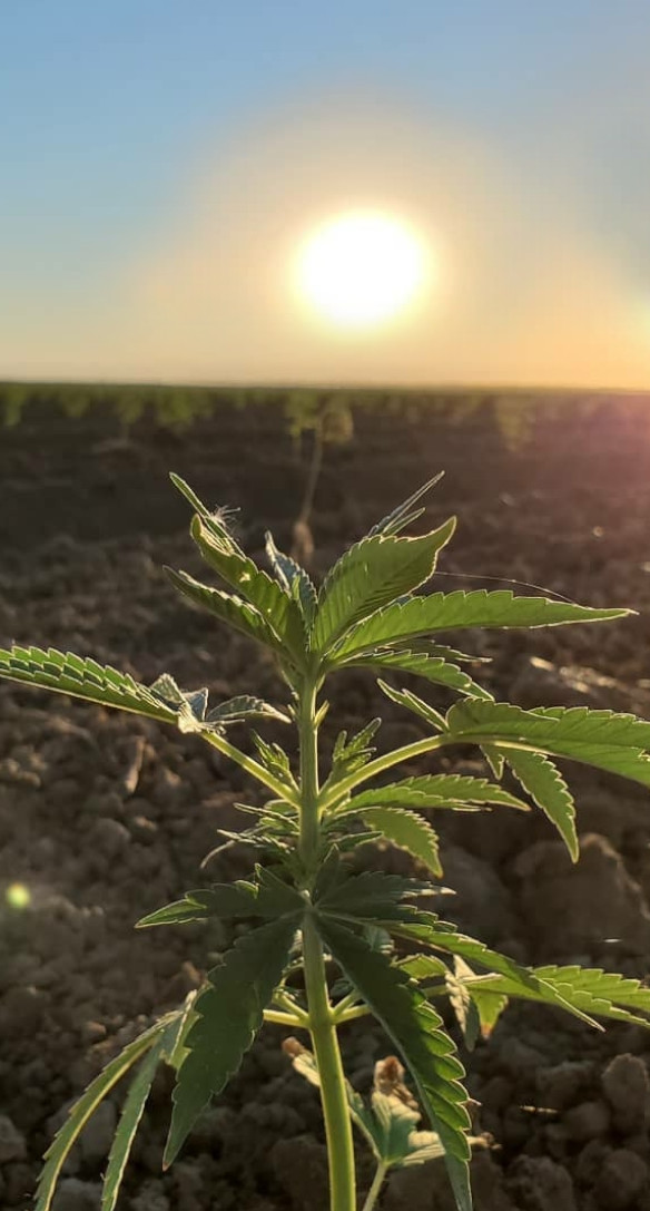 Grown in the best American Soil